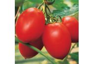 Санмино F1 - томат детерминантный, 2500 семян, Syngenta (Сингента), Голландия  фото, цена